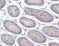 Anti-COMT Antibody Picoband™ (monoclonal, 15C10)
